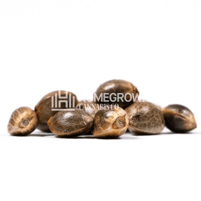 CBD Mexican Seeds for sale