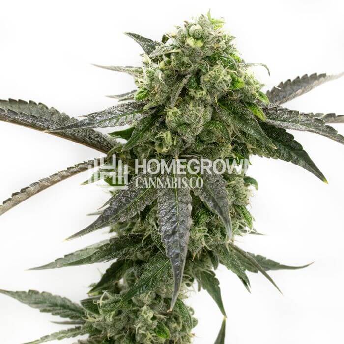 CBD Girl Scout Cookies Seeds for sale