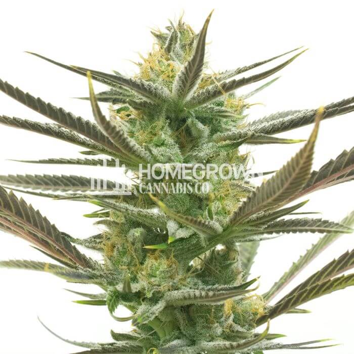 White Widow Seeds for sale