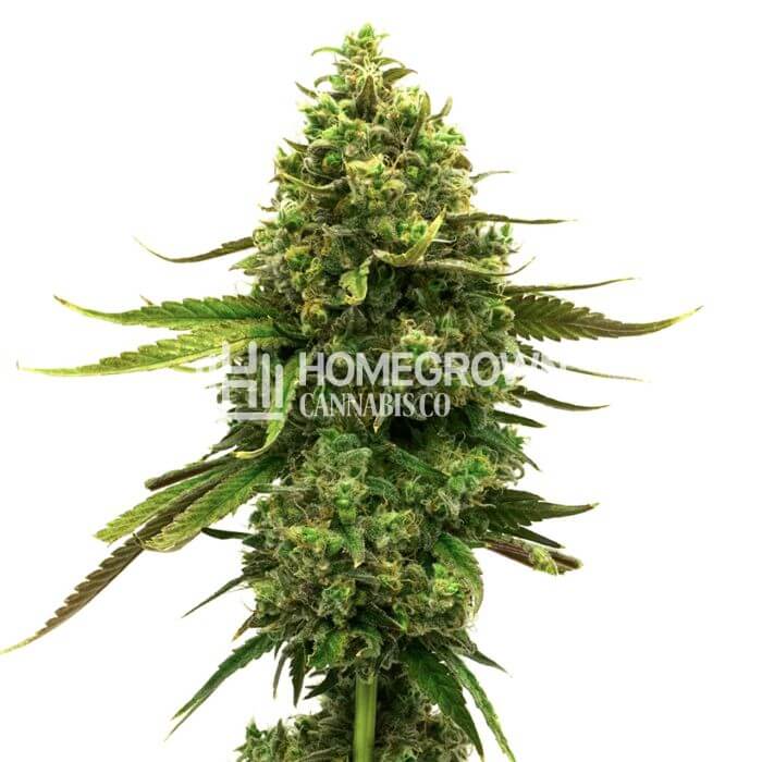 CBD Med Gom Seeds for sale