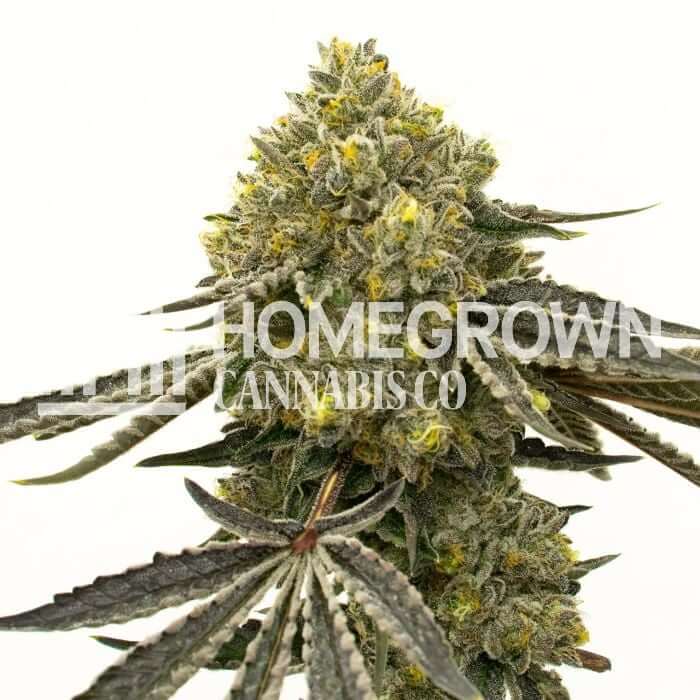 Critical Fast Bud Seeds for sale