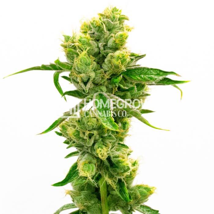 CBD Cream & Cheese Seeds for sale