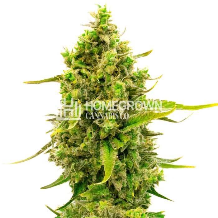 CBD Cheese Seeds for sale