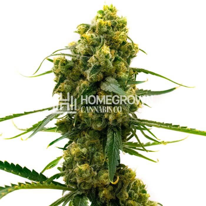 Bruce Banner Seeds for sale