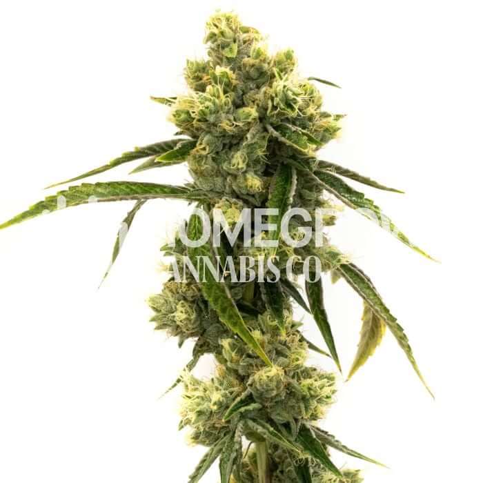 Sour Lemon Og Seeds for sale