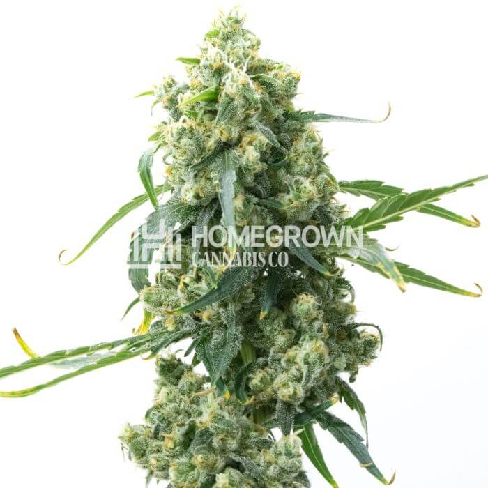 CBD Chemdog Seeds for sale