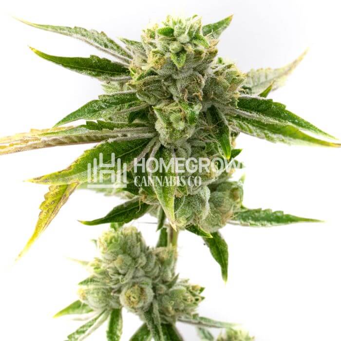 Amnesia Lemon Seeds for sale