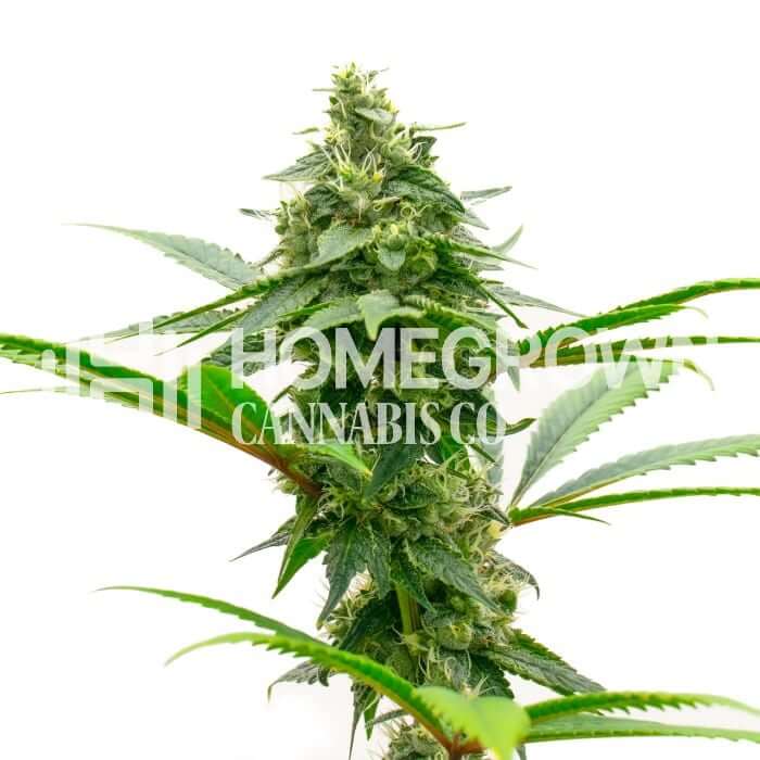 Dutch Treat Seeds for sale