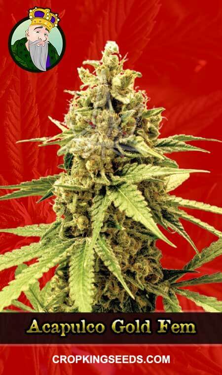 Acapulco Gold Seeds for sale