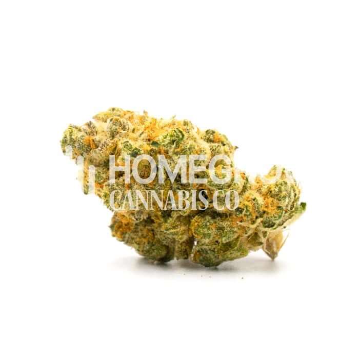 Critical Fast Bud Seeds for sale