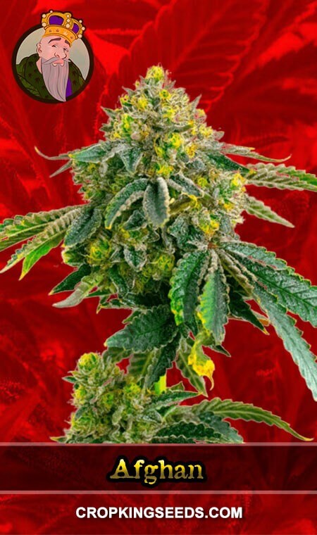 Afghan Seeds for sale