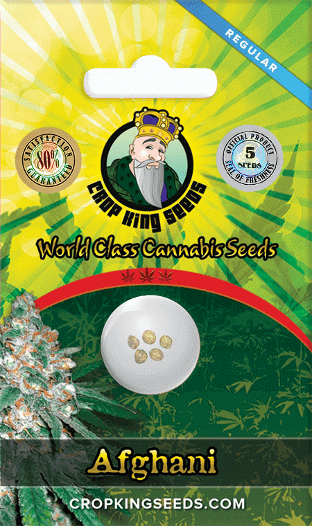 Afghani Regular Seeds for sale