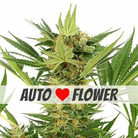 AK47 Seeds for sale