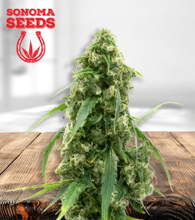 Alien Gorilla Glue Seeds for sale