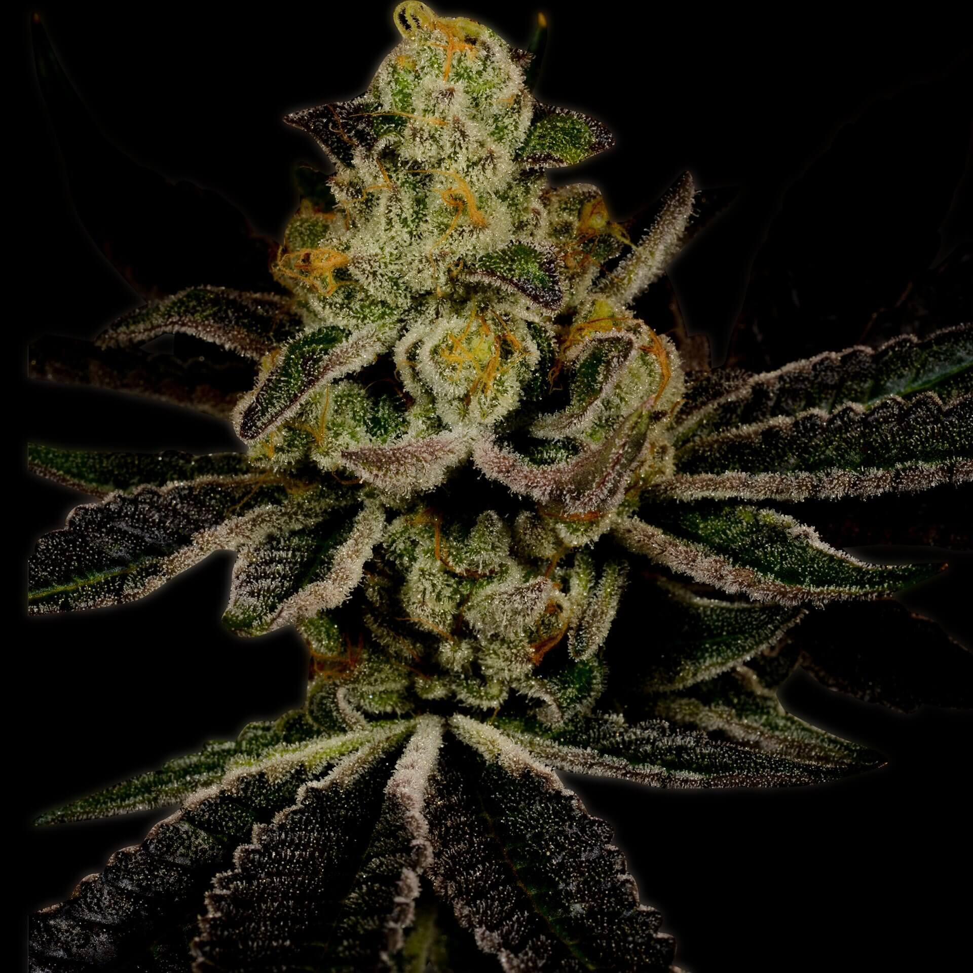 Amnesia Haze Seeds for sale