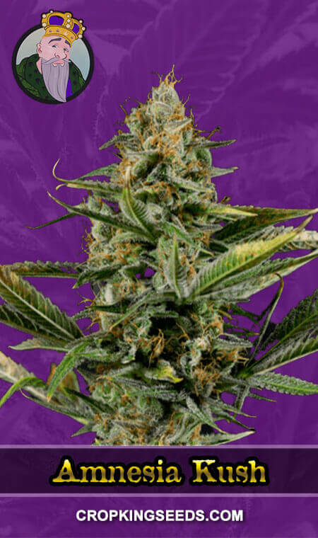 Amnesia Kush Seeds for sale