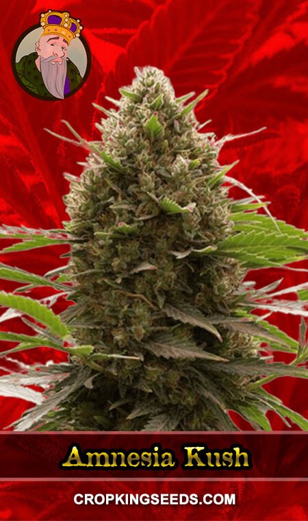 Amnesia Kush Seeds for sale