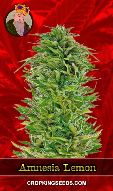 Amnesia Lemon Seeds for sale