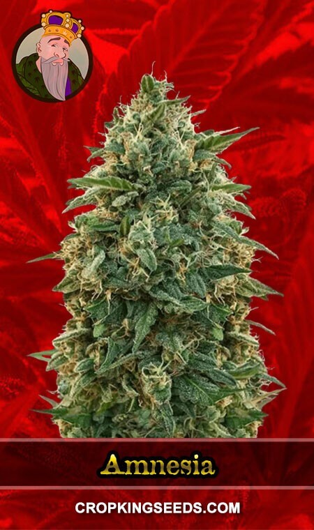 Amnesia Seeds for sale