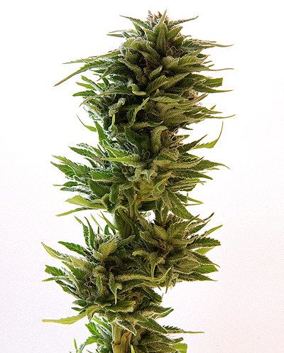 Amnesia Lemon Seeds for sale