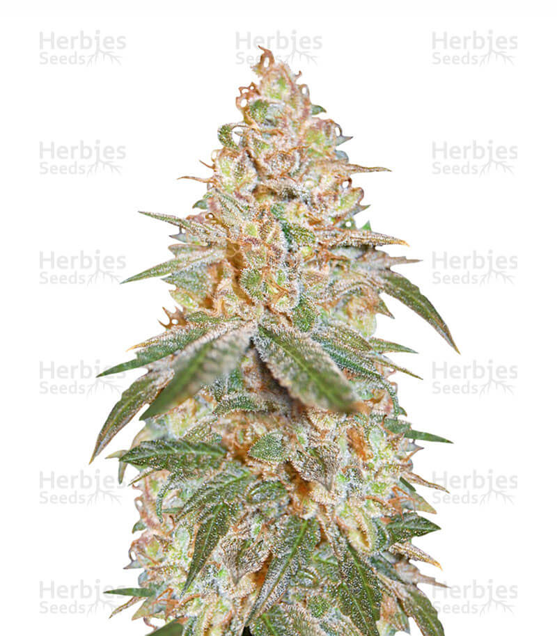 Black Diesel Seeds for sale