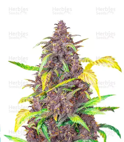 Blackberry Kush Seeds for sale