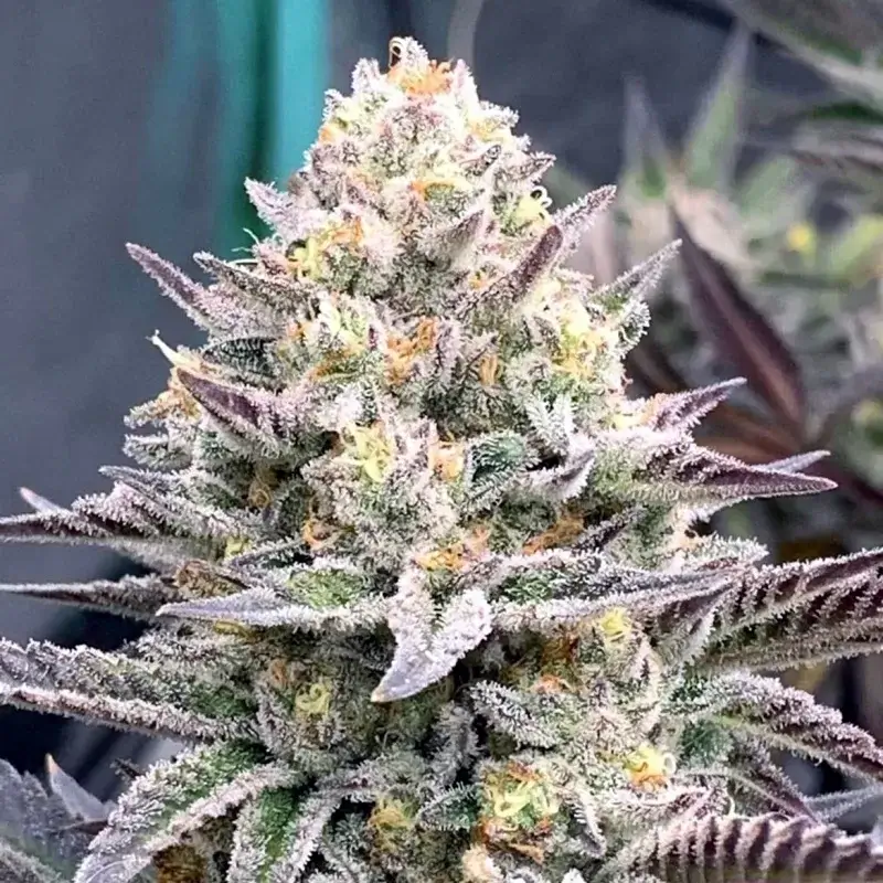 Gelato Cake Seeds for sale