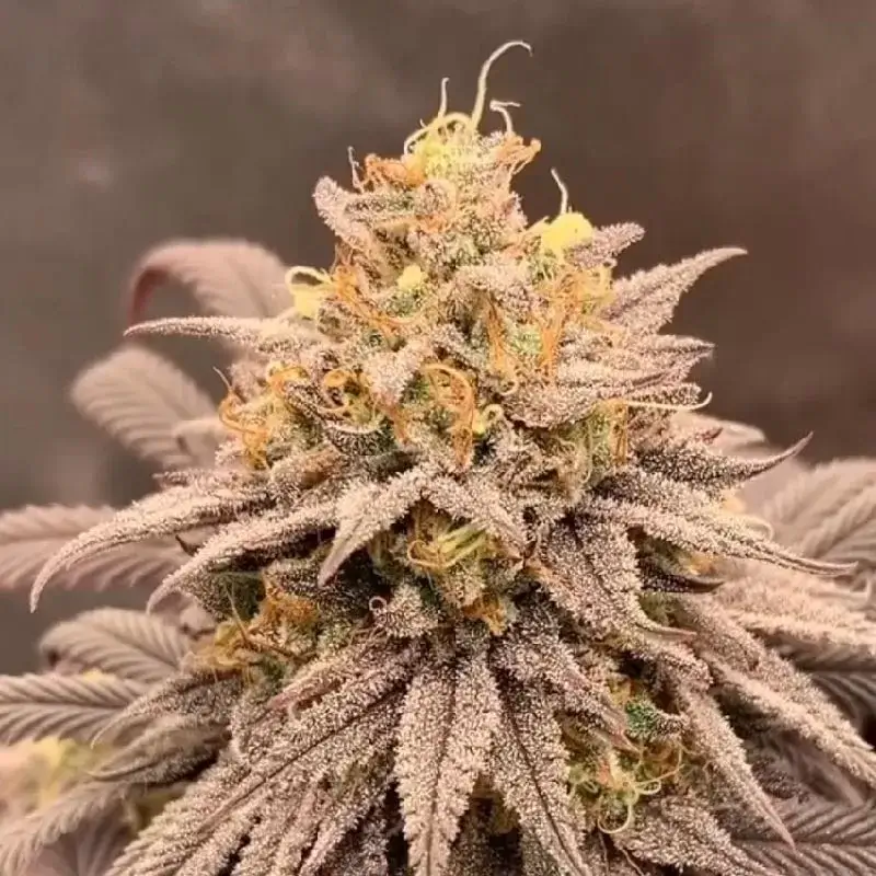 Gmo Cookies Seeds for sale