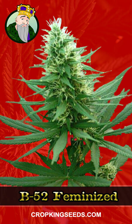B-52 Seeds for sale