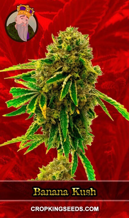 Banana Kush Seeds for sale