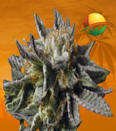 BC God Bud Seeds for sale