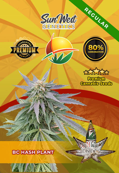 BC Hash Plant Seeds for sale