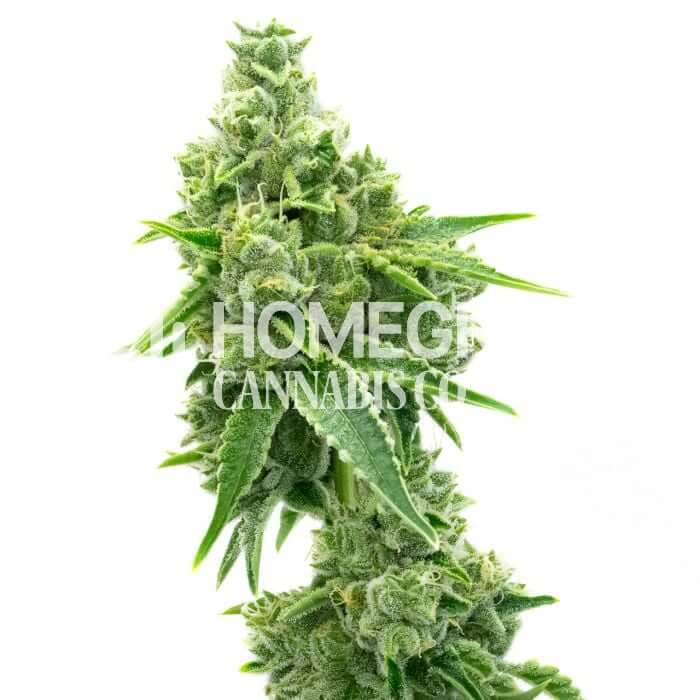 Northern Lights Seeds for sale