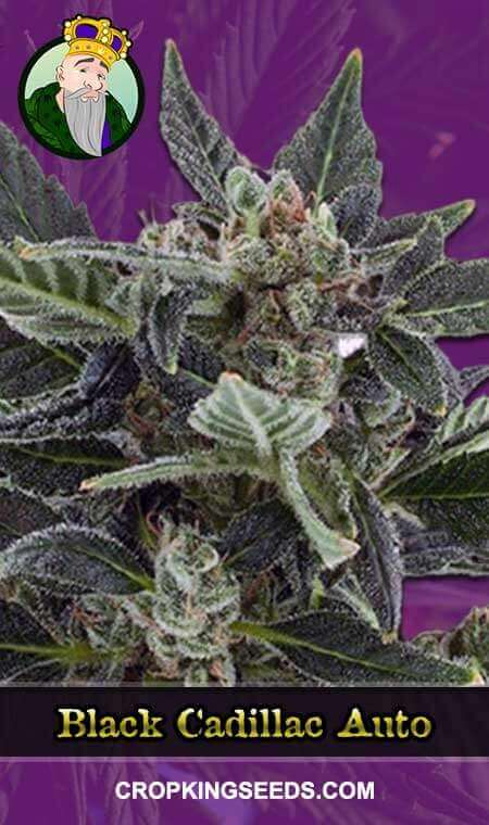 Black Cadillac Seeds for sale