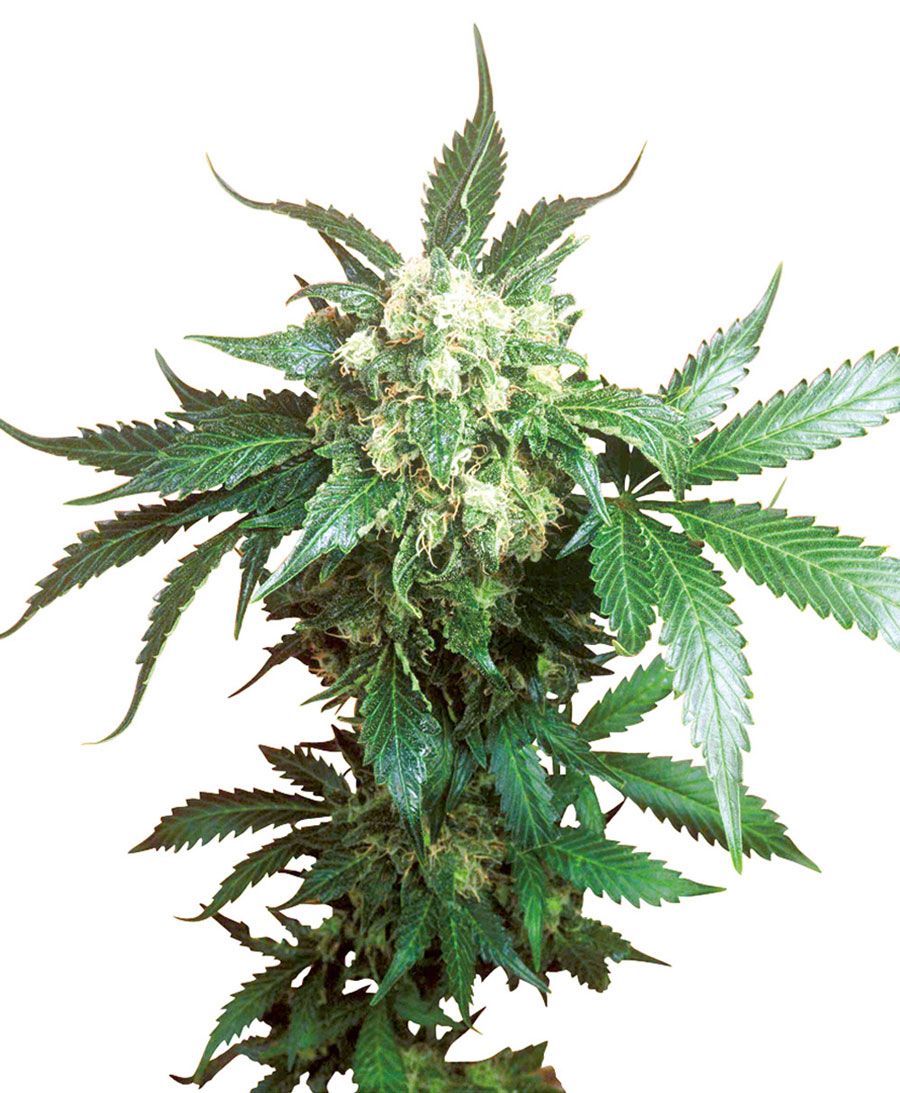 Black Domina Seeds for sale