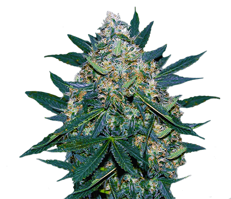 Black Indica Seeds for sale