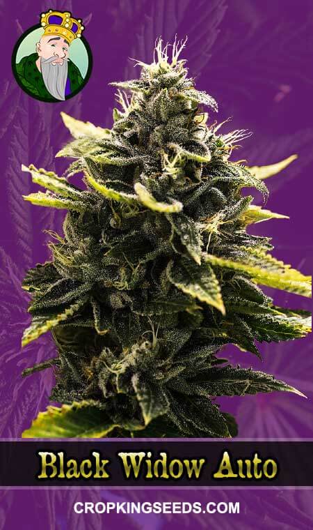 Black Widow Seeds for sale