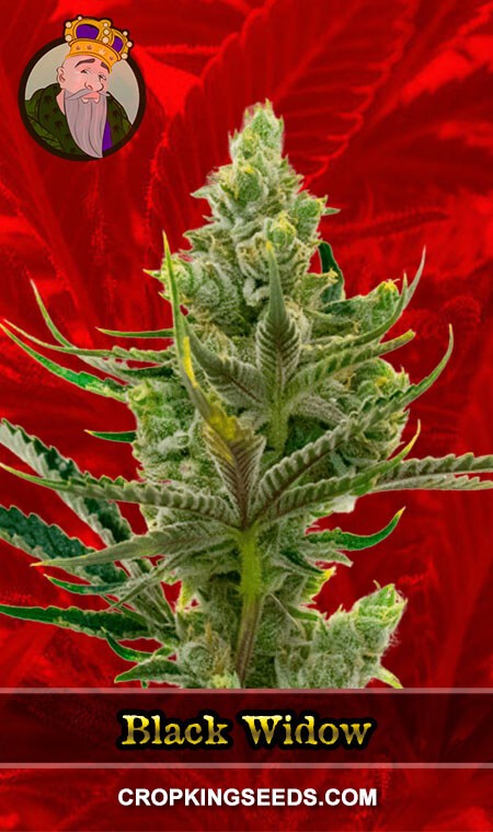 Black Widow Seeds for sale