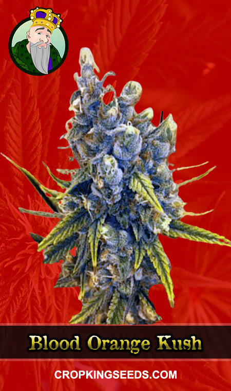 Blood Orange Kush Seeds for sale