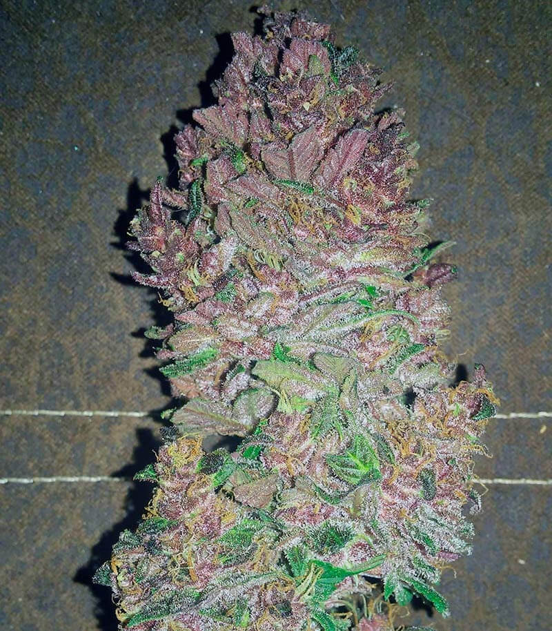 Bloody Skunk Seeds for sale