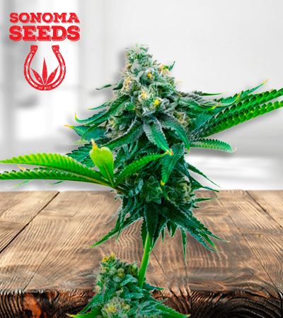 Blue Amnesia Seeds for sale