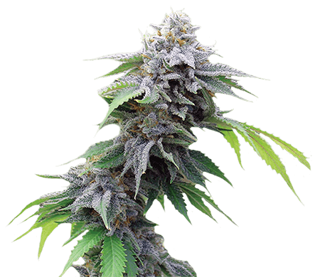Blue Cookies Seeds for sale