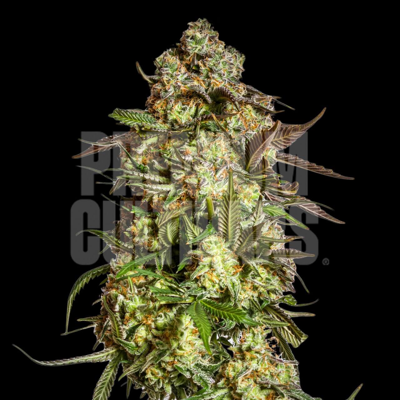 Blue Dream Seeds for sale