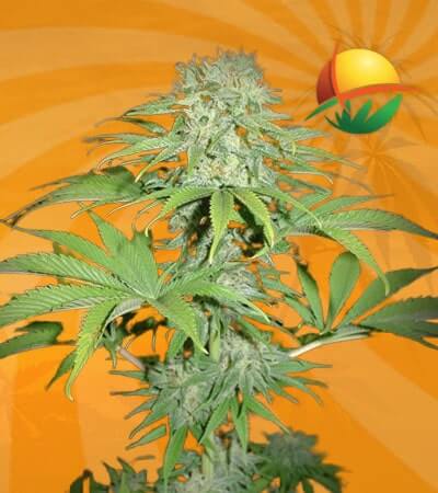 Blue Haze Seeds for sale