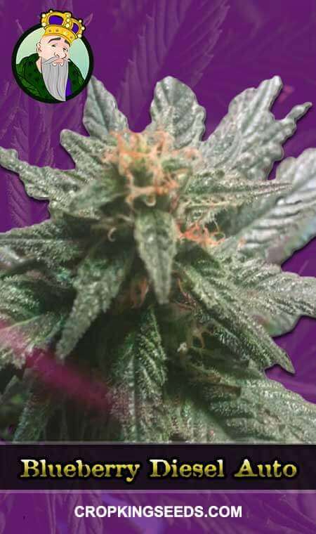 Blueberry Diesel Seeds for sale
