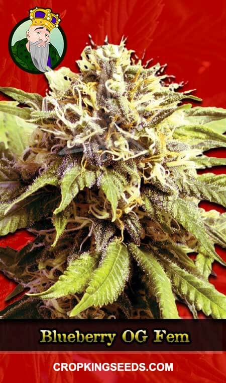 Blueberry OG Seeds for sale