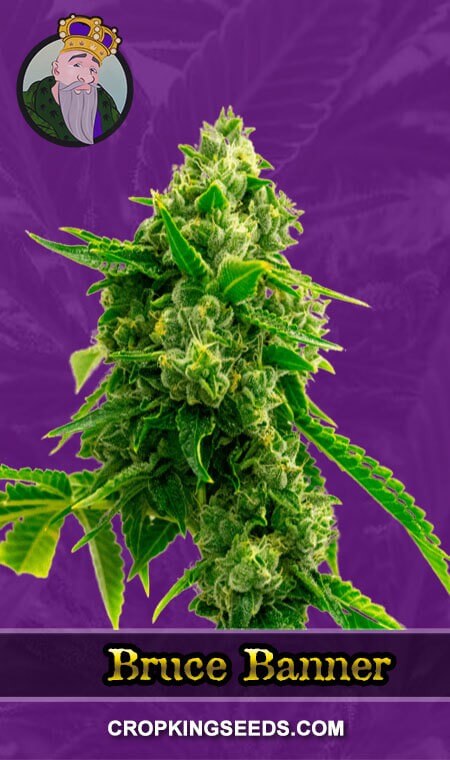 Bruce Banner Seeds for sale