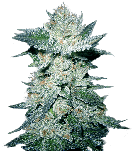 Bubba Kush Seeds for sale