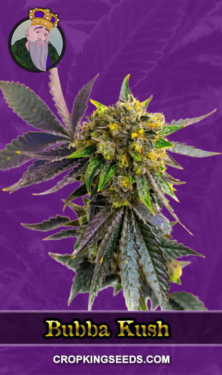 Bubba Kush Seeds for sale