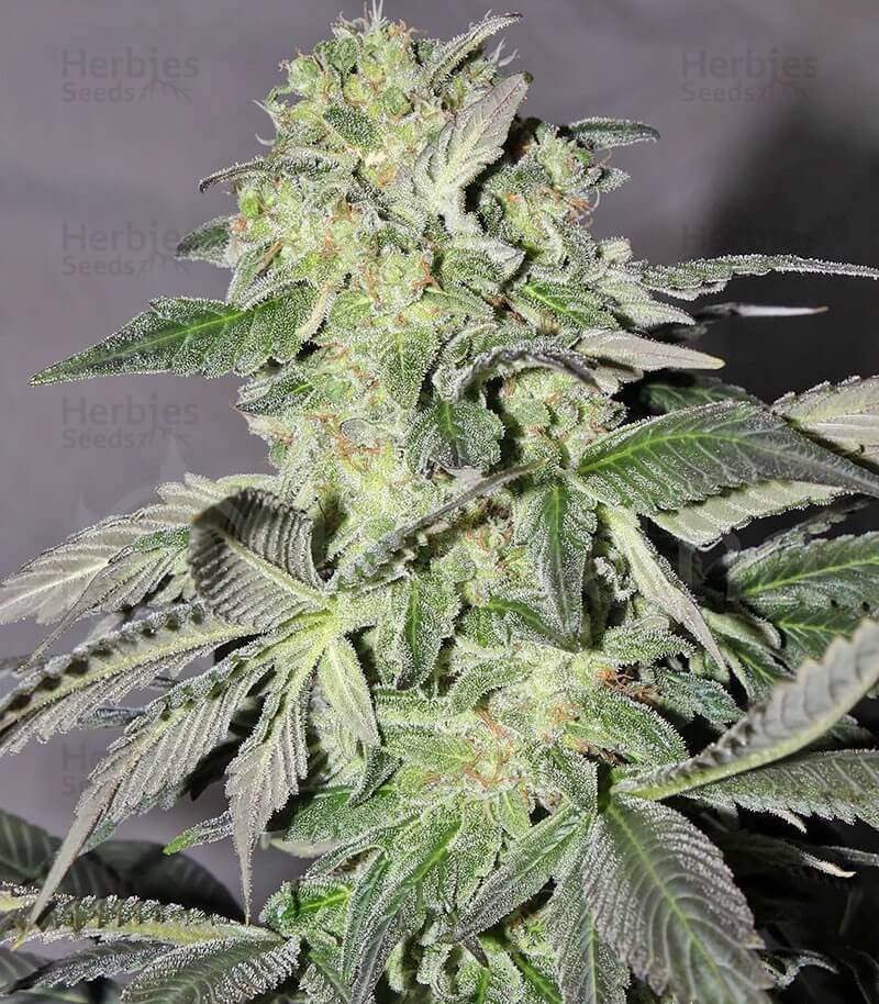 Calamity Jane Seeds for sale